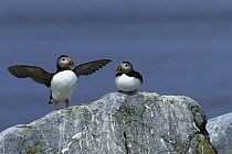 Atlantic Puffin (Fratercula arctica) two on a rock with one spreading its wings, Machias Seal Island, Maine