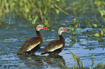 Black-bellied Whistling Duck (Dendrocygna autumnalis) pair wading, Rio Grand Valley, Texas