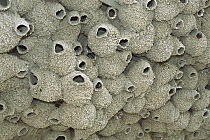 American Cliff Swallow (Petrochelidon pyrrhonota) colony of mud nests, Bear River, Utah
