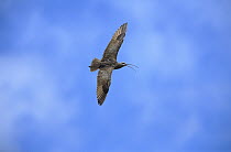 Long-billed Curlew (Numenius americanus) flying defending its territory and nest, Teton Valley, Idaho