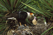 Northern Caracara (Caracara cheriway) parent feeding chicks in nest, Rio Grande Valley, Texas