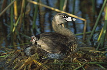 Pied-billed Grebe (Podilymbus podiceps) adult with a chick on its back, Rio Grande Valley, Texas