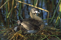 Pied-billed Grebe (Podilymbus podiceps) parent with calling chick on nest, Rio Grande Valley, Texas