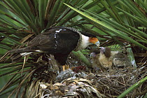 Northern Caracara (Caracara cheriway) parent feeding chicks at nest in Yucca plant, Rio Grande Valley, Texas