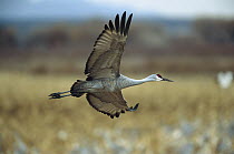 Sandhill Crane (Grus canadensis) adult flying, Bosque del Apache National Wildlife Refuge, New Mexico