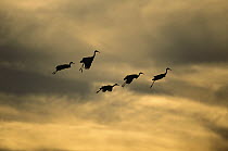 Sandhill Crane (Grus canadensis) flock of five flying against sunset, Bosque del Apache National Wildlife Refuge, New Mexico