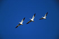 Snow Goose (Chen caerulescens) trio flying in line formation, Bosque del Apache National Wildlife Refuge, New Mexico