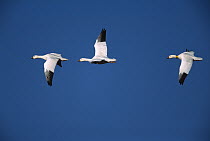 Snow Goose (Chen caerulescens) three flying in line formation, Bosque del Apache National Wildlife Refuge, New Mexico