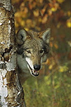 Timber Wolf (Canis lupus) portrait peering out from behind a tree, Teton Valley, Idaho