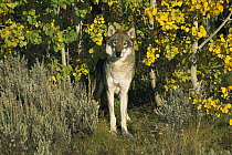 Timber Wolf (Canis lupus) portrait among Aspen trees, Teton Valley, Idaho