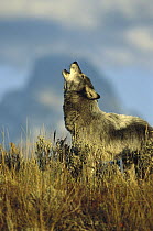 Timber Wolf (Canis lupus) adult howling, Teton Valley, Idaho