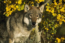 Timber Wolf (Canis lupus) portrait among aspen leaves, Teton Valley, Idaho