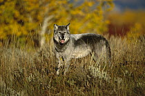 Timber Wolf (Canis lupus) standing in meadow, Teton Valley, Idaho