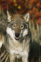 Timber Wolf (Canis lupus) portrait, Teton Valley, Idaho