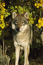 Timber Wolf (Canis lupus) portrait amid Aspen leaves, Teton Valley, Idaho