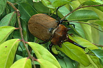 Rhinoceros Beetle (Dynastinae) amid tree leaves, Tortuguero National Park, Costa Rica