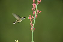 Black-chinned Hummingbird (Archilochus alexandri) female feeding at flower, Green Valley, Arizona