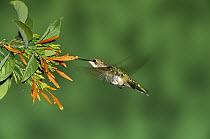 Black-chinned Hummingbird (Archilochus alexandri) female feeding at flower, Green Valley, Arizona