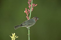 House Finch (Carpodacus mexicanus) male perching on flower, Green Valley, Arizona