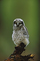 Northern Hawk Owl (Surnia ulula) chick portrait, Saskatchewan, Canada