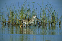 Willet (Tringa semipalmata) wading amid reeds in wetland, South Padre Island, Texas