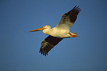 American White Pelican (Pelecanus erythrorhynchos) adult flying, Saskatchewan, Canada