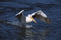 American White Pelican (Pelecanus erythrorhynchos) landing, Saskatchewan, Canada