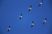 American White Pelican (Pelecanus erythrorhynchos) flock flying, Saskatchewan, Canada