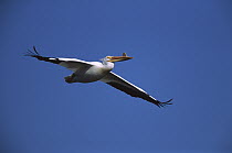 American White Pelican (Pelecanus erythrorhynchos) flying, Saskatchewan, Canada