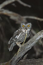 Western Screech Owl (Megascops kennicottii) with captured Variable Sandsnake (Chilomeniscus stramineus), Green Valley, Arizona