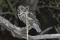 Western Screech Owl (Megascops kennicottii) with captured Variable Sandsnake (Chilomeniscus stramineus), Green Valley, Arizona