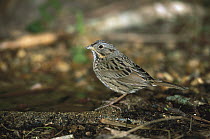 Lincoln's Sparrow (Melospiza lincolnii) perched on dead branch among ground cover, Rio Grande Valley, Texas