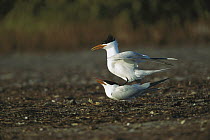 Royal Tern (Thalasseus maximus) pair mating on beach, South Padre Island, Texas