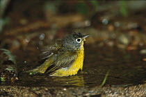 Nashville Warbler (Oreothlypis ruficapilla) male bathing, Rio Grande Valley, Texas