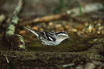 Black-and-white Warbler (Mniotilta varia) female drinking from shallow pool, Rio Grande Valley, Texas