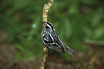 Black-and-white Warbler (Mniotilta varia) male, Rio Grande Valley, Texas