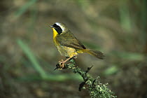 Common Yellowthroat (Geothlypis trichas) male perching, Rio Grande Valley, Texas