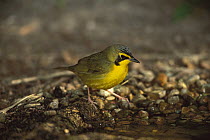 Kentucky Warbler (Geothlypis formosa) male at drinking pool, Rio Grande Valley, Texas