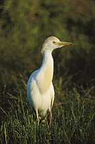 Cattle Egret (Bubulcus ibis), Rio Grande Valley, Texas