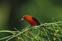 Scarlet Tanager (Piranga olivacea) male perching, Rio Grande Valley, Texas