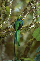 Resplendent Quetzal (Pharomachrus mocinno) female perching in a tree, Costa Rica