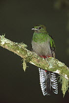 Resplendent Quetzal (Pharomachrus mocinno) female perching in a tree, Costa Rica