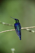 Violet-crowned Woodnymph (Thalurania colombica) hummingbird male, Costa Rica