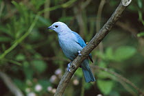 Blue-gray Tanager (Thraupis episcopus) perched in a tree, Costa Rica