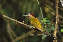 Golden-olive Woodpecker (Colaptes rubiginosus) male perched in tree, Costa Rica