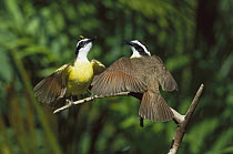 Great Kiskadee (Pitangus sulphuratus) male and female in courtship display, Costa Rica