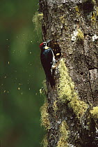 Acorn Woodpecker (Melanerpes formicivorus) male excavating nest site, Costa Rica