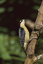 Black-cheeked Woodpecker (Melanerpes pucherani) perched on a branch, Costa Rica