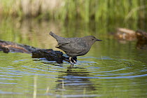 American Dipper (Cinclus mexicanus) or Water Ouzel standing on a stick in the water, White Mountains, Arizona