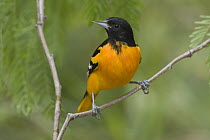 Baltimore Oriole (Icterus galbula) male perched on a branch, Texas